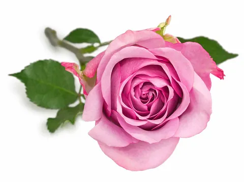 Rosa Rose