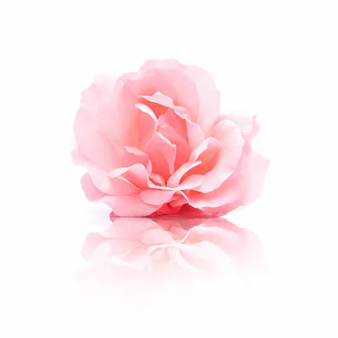 Rosa Blüte